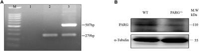 Regulation of Wnt Singaling Pathway by Poly (ADP-Ribose) Glycohydrolase (PARG) Silencing Suppresses Lung Cancer in Mice Induced by Benzo(a)pyrene Inhalation Exposure